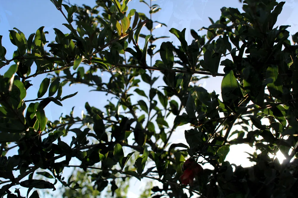 AERIAL_MAPPING_PATHS_MARIA_VALDES_4