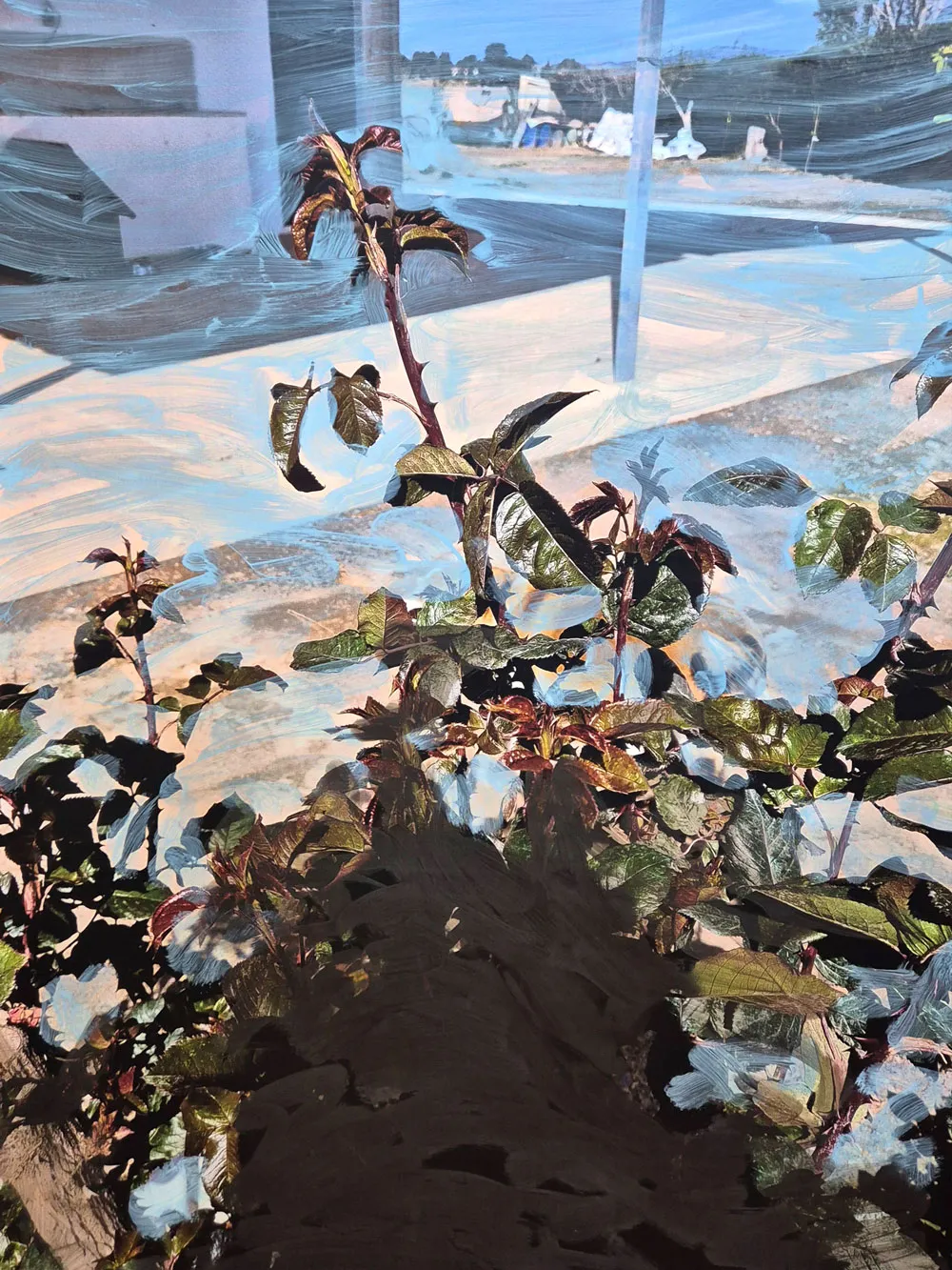 EN_EL_VERDE_MONTE_ADENTRO_MARIA_VALDES_8